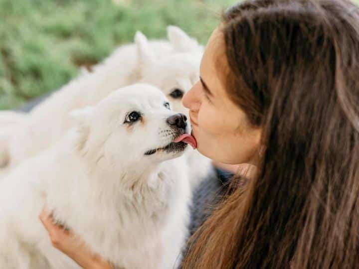 पालतू जानवरों को मुंह पर किस करना चाहिए या डॉक्टर से नहीं जानें