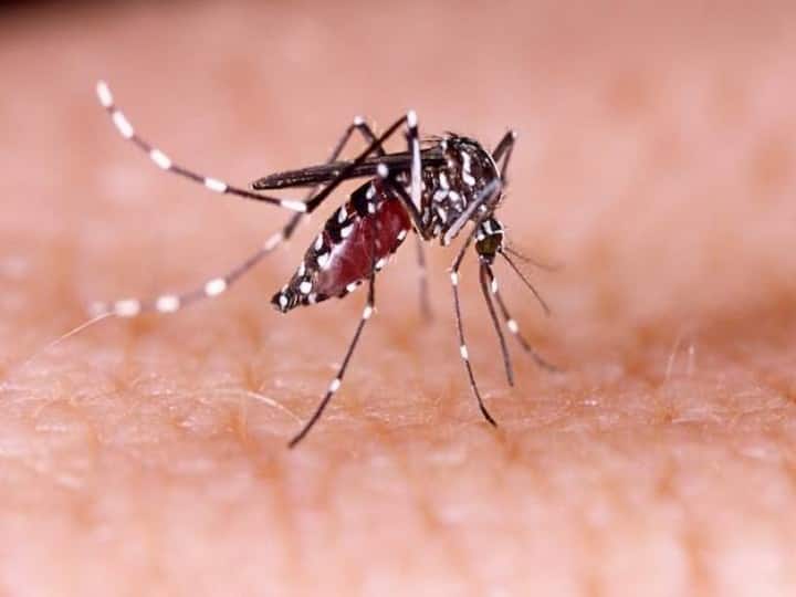 National Dengue Day 2023 बच्चों में डेंगू बुखार के लक्षण हिंदी में