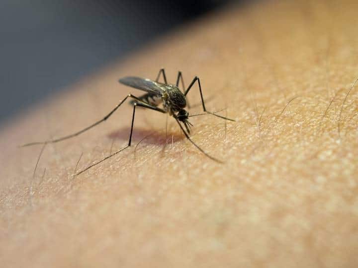 राष्ट्रीय डेंगू दिवस मच्छरों को भगाकर इस घातक बीमारी से बचाव के लिए पांच प्राकृतिक सामग्री